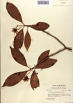 000087052-thumbnail.jpg