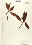 000087053-thumbnail.jpg