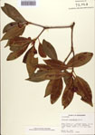 000087056-thumbnail.jpg