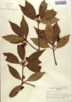 000087060-thumbnail.jpg