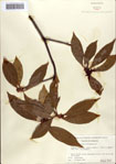 000087062-thumbnail.jpg