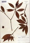 000087063-thumbnail.jpg