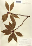 000087064-thumbnail.jpg