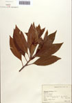 000087065-thumbnail.jpg