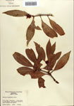 000087066-thumbnail.jpg