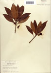 000087067-thumbnail.jpg