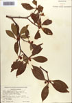 000087068-thumbnail.jpg