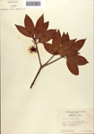 000087069-thumbnail.jpg