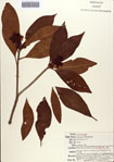 000087070-thumbnail.jpg