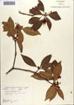 000087071-thumbnail.jpg