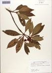 000087072-thumbnail.jpg