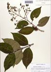 000087135-thumbnail.jpg
