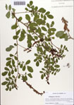 000087152-thumbnail.jpg