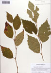 000087163-thumbnail.jpg