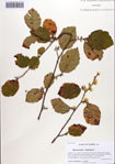 000087164-thumbnail.jpg