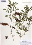 000087204-thumbnail.jpg