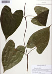000087511-thumbnail.jpg