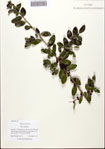 000088123-thumbnail.jpg