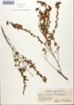 Cytisus