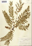 Gleditsia