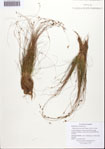 Rhynchospora