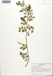 000092390-thumbnail.jpg