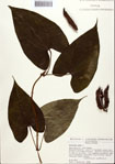 000092461-thumbnail.jpg