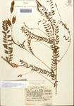 000092520-thumbnail.jpg