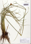 Rhynchospora