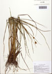 000093061-thumbnail.jpg