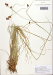 Rhynchospora