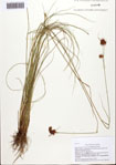 000093129-thumbnail.jpg