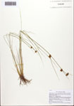 Rhynchospora