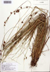000093145-thumbnail.jpg