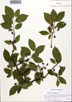 Prunus