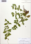 000093411-thumbnail.jpg