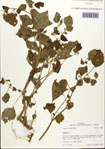 000093470-thumbnail.jpg