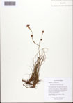 000093500-thumbnail.jpg