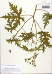 000093519-thumbnail.jpg