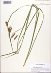 000093529-thumbnail.jpg