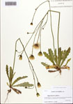 Hypochaeris