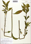 Alternanthera