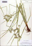 000093636-thumbnail.jpg