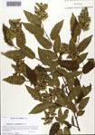 000093674-thumbnail.jpg