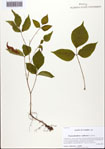000093677-thumbnail.jpg