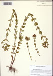 000093703-thumbnail.jpg