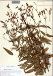 000093707-thumbnail.jpg