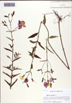 000093726-thumbnail.jpg