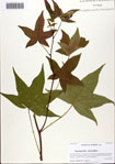 000093787-thumbnail.jpg