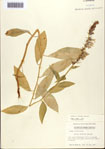 000093850-thumbnail.jpg